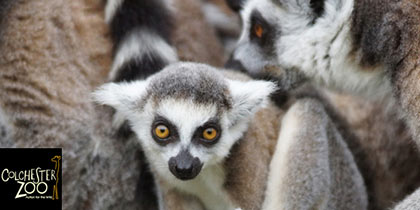 Colchester-Zoo-Colchester