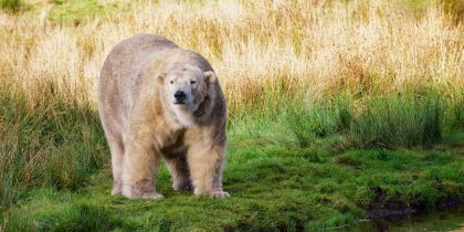 Highland Wildlife Park Kincraig