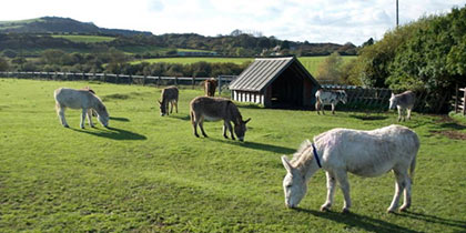 Isle-of-Wight-Donkey-Sanctuary-Wroxall