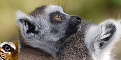 Lincolnshire Wildlife Park Friskney