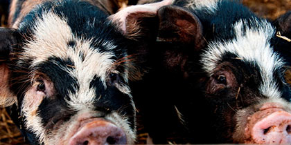 National-Forest-Adventure-Farm-Burton-upon-Trent