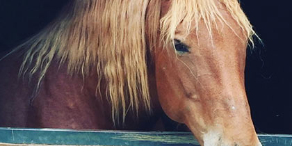 Sacrewell-Farm-and-Country-Centre-Peterborough