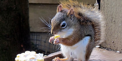 Small-Breeds-Farm-Park-Hereford