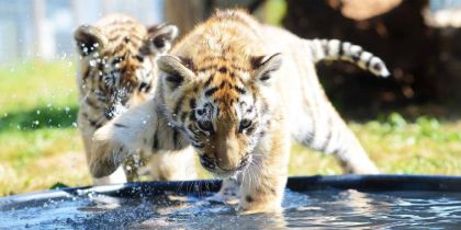 Yorkshire Wildlife Park, Doncaster