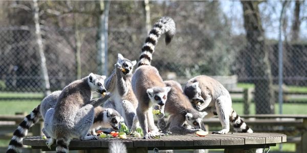 Africa Alive Zoological Reserve